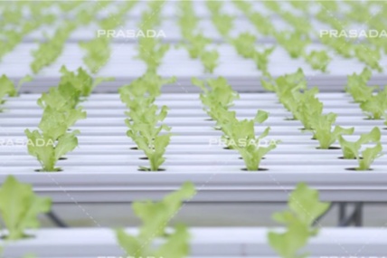 What are Three Common Errors People Make when Growing Hydroponicically?