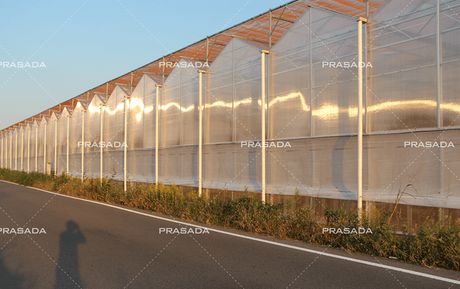 Japon-Rose-Venlo-PC-Greenhouse-Farm.png