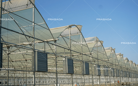 ဘာရိန်း-The-Charm-of-Yellow-Film-Greenhouse.png