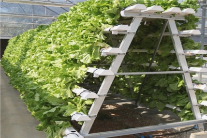 Ποιες είναι οι 7 απαιτήσεις ενός υδροπονικού συστήματος;