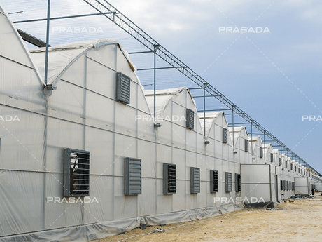 Multispan-بلاستيك-دفيئة-(4).png