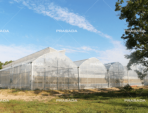 Rumah Kaca Film Plastik Penanaman Microgreen Houston